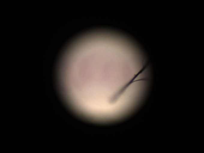 Tree is that you.png