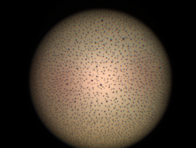 petri dish